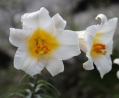 阿坝州兰花及珍稀野生花卉保存基地拍摄