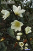 花枝