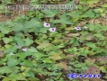 紫红薯