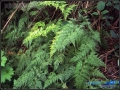植株