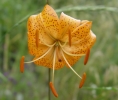 阿坝州兰花及珍稀野生花卉保存基地拍摄