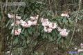 花期植株