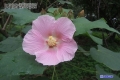 花的正面观